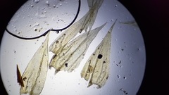 Brachythecium laetum