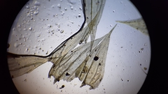 Brachythecium laetum