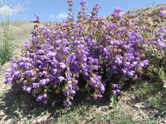 Dracocephalum peregrinum