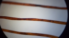 Brachythecium laetum