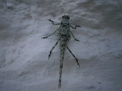 Dissonulichen hebardi