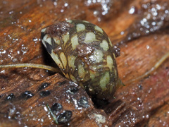 Theodoxus fluviatilis