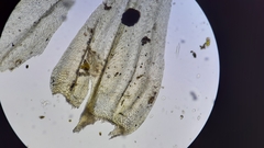 Brachythecium laetum