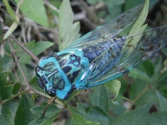 Adusella insignifera