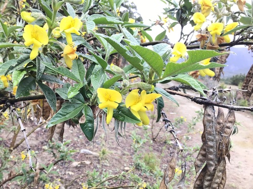 Piptanthus nepalensis, photograph 5