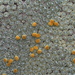 Haastia pulvinaris minor - Photo (c) memopob, algunos derechos reservados (CC BY-NC), subido por memopob