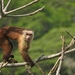 Capuchino Frentiblanco de Santa Marta - Photo (c) Julia Gastaudo, algunos derechos reservados (CC BY-NC), subido por Julia Gastaudo