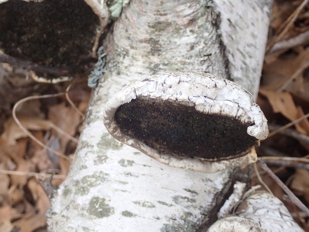 Fomitopsis betulina · April 2026 · photo: © hitchco (iNaturalist, cc0)
