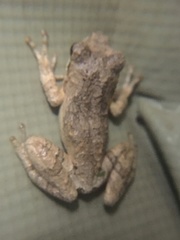 Chiromantis petersii