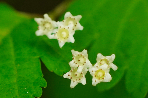 Neillia incisa iNat (2)