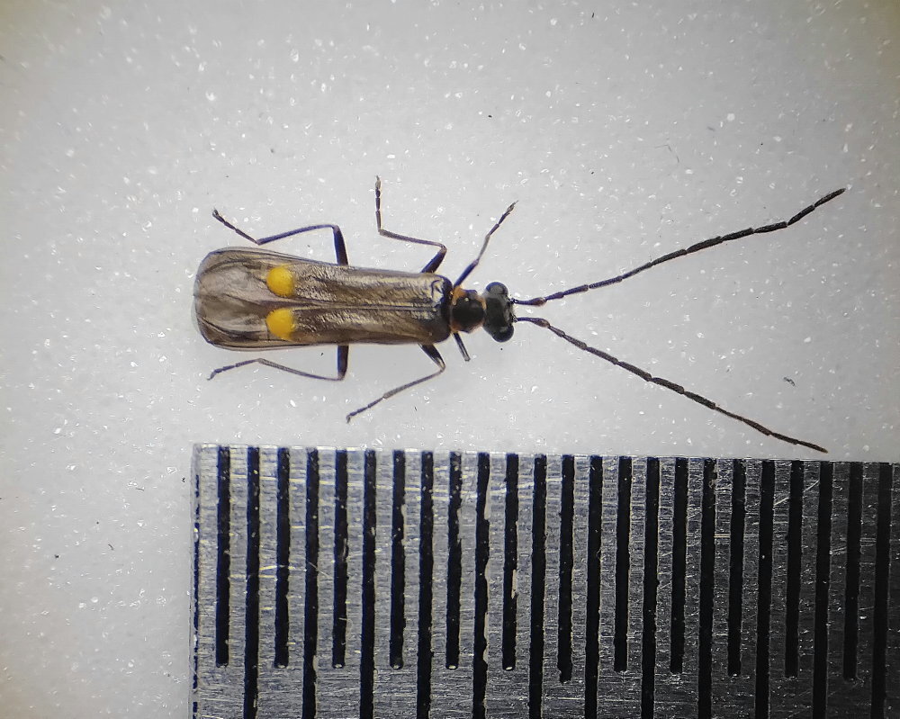 Malthodes marginatus