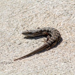 Elgaria multicarinata