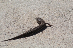 Elgaria multicarinata