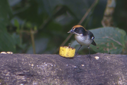 White-winged Brushfinch