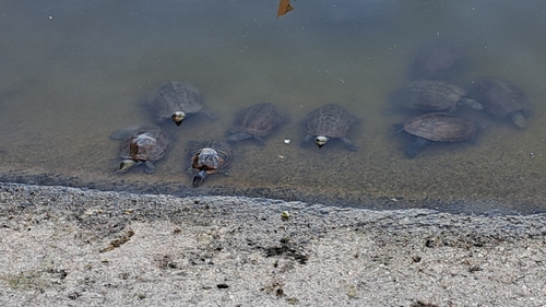 Mauremys rivulata