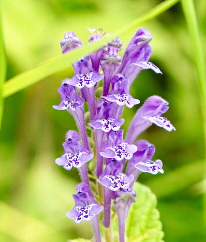 Scutellaria indica iNat (3)