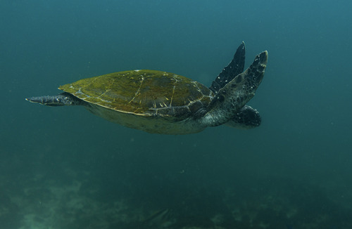 Chelonia mydas