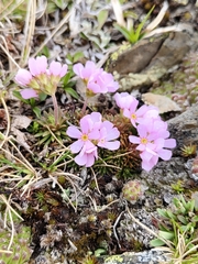 Androsace laggeri, photograph (c) manu_de_pedro, some rights reserved (CC BY)