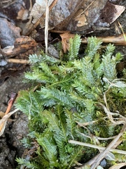 Fissidens taxifolius