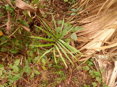 Zamia loddigesii