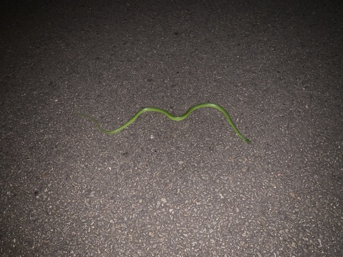 Chinese Green Snake