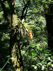Tillandsia violacea