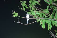 Todiramphus albicilla