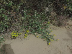 Euphorbia barrelieri