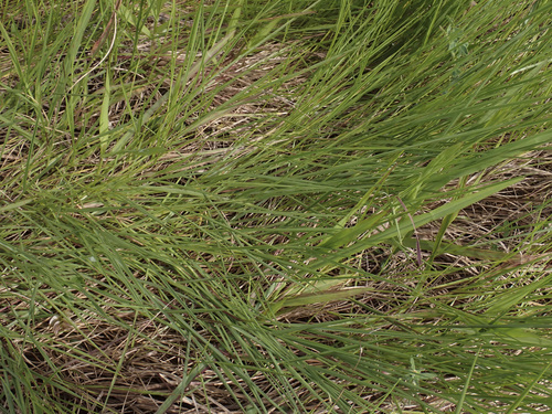 Urochloa dictyoneura observed 2026-04-27