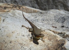 Microlophus koepckeorum