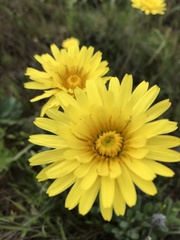 Agoseris apargioides