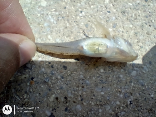 Monkey Goby