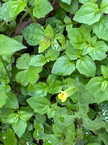 Erythranthe nepalensis, photograph 6