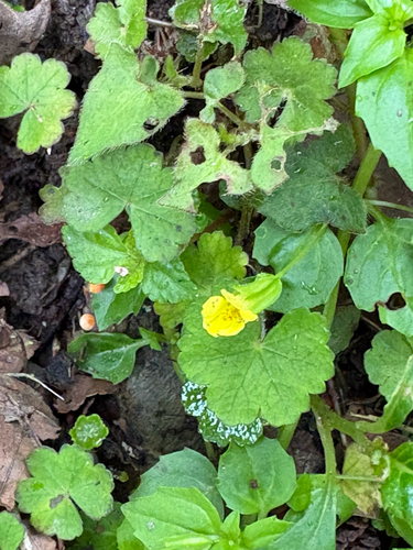 Erythranthe nepalensis, photograph 5