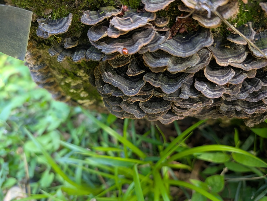 Trametes versicolor · May 2026 · photo: © atsushi_nakajima_cirque (iNaturalist, cc-by)