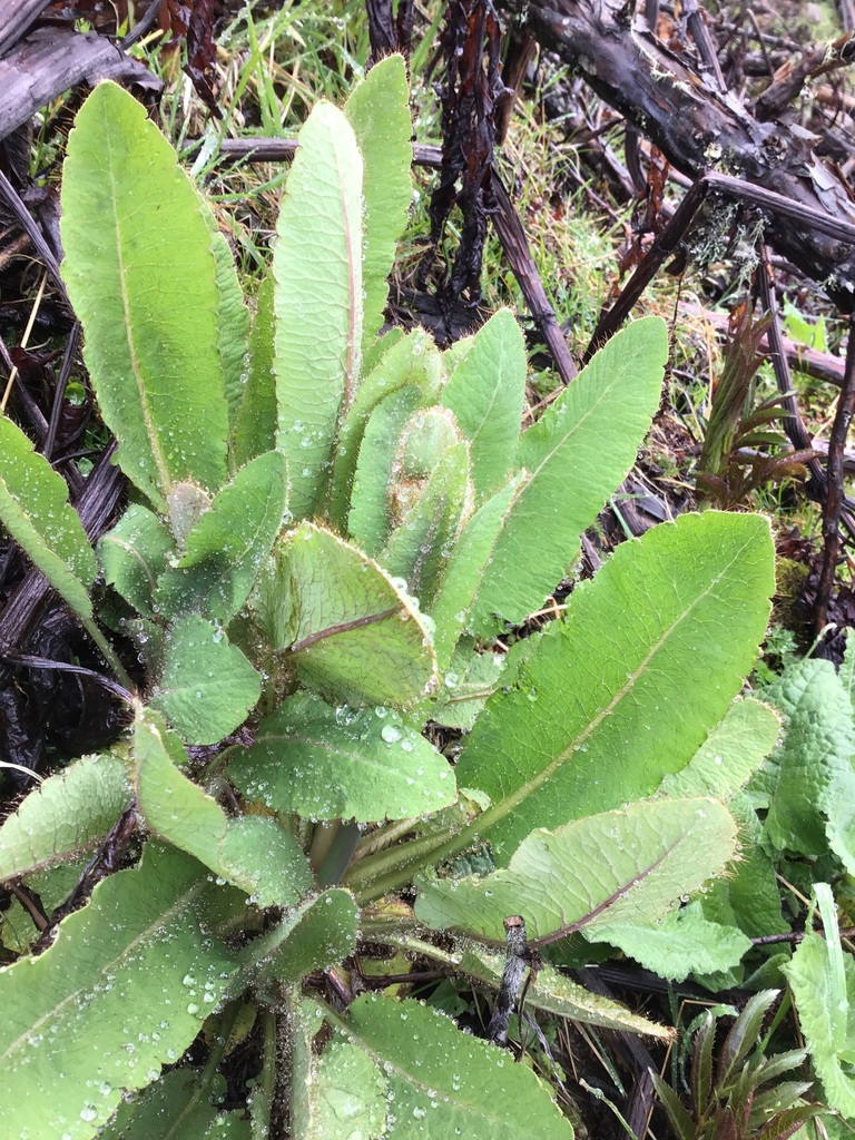 Meconopsis baileyi; photograph 王天明, CC BY, iNaturalist via GBIF