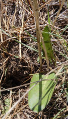 Rumex altissimus
