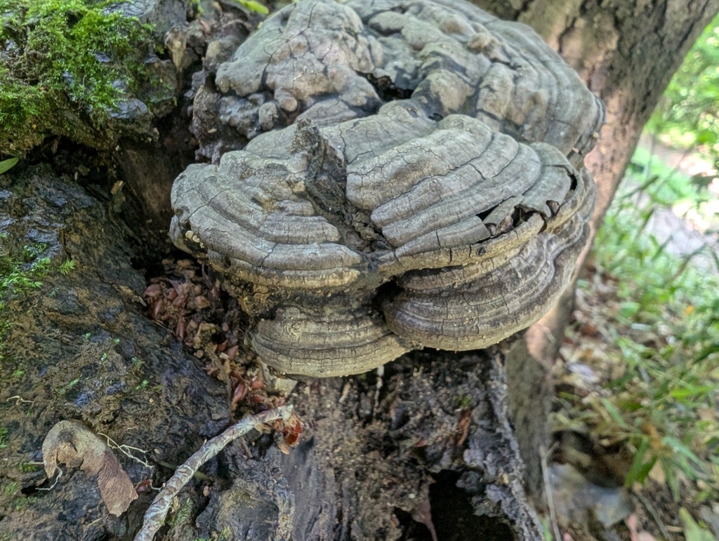 Ganoderma applanatum · May 2026 · photo: © atsushi_nakajima_cirque (iNaturalist, cc-by)
