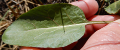 Rumex altissimus