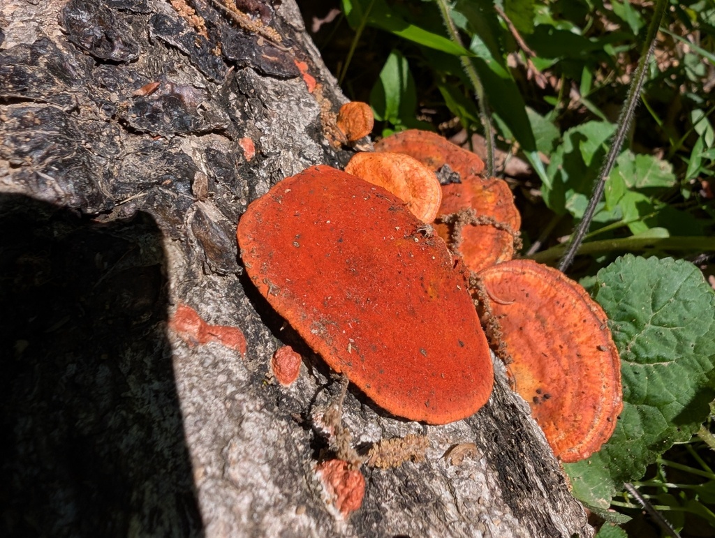 Trametes coccinea · May 2026 · photo: © atsushi_nakajima_cirque (iNaturalist, cc-by)