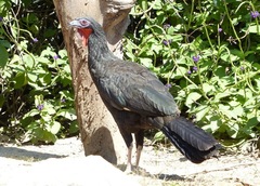 Penelope albipennis