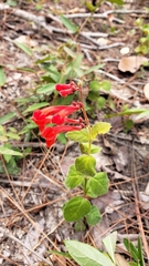 Salvia coccinea
