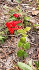 Salvia coccinea