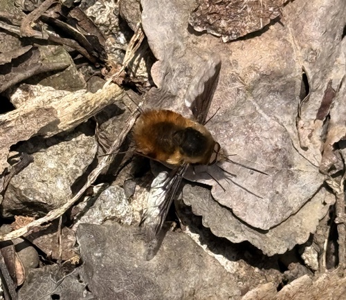 Greater Bee Fly