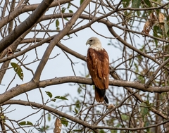 Brahminy Kite photo 5