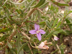 Lycium carolinianum