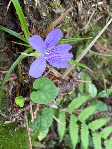 Viola formosana, photograph 5