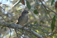 Myiothlypis leucoblephara