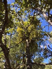 Phoradendron flavum