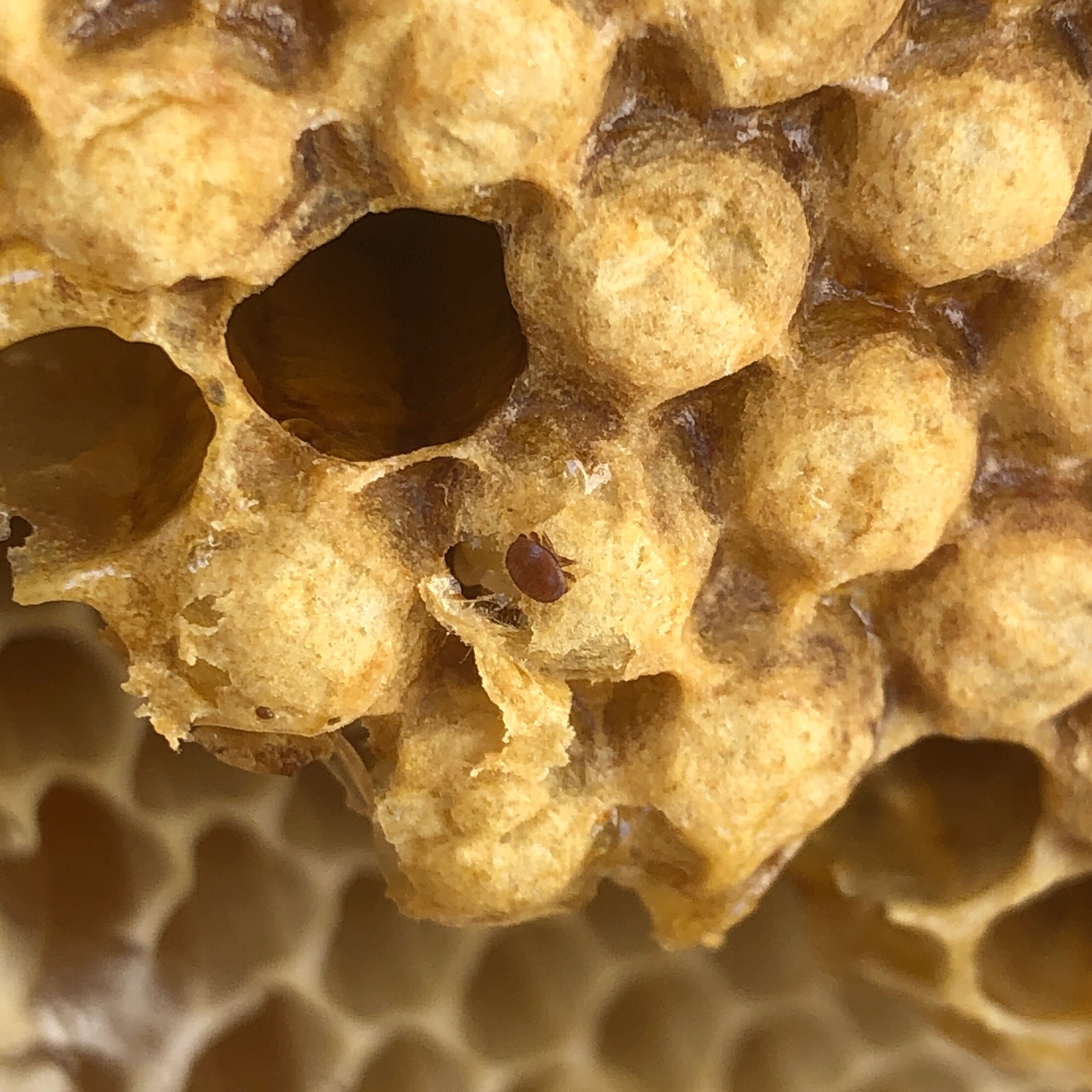 Varroa destructor Anderson & Trueman, 2000